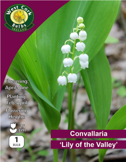 5 x Convallaria Majalis - Lily of the Valley