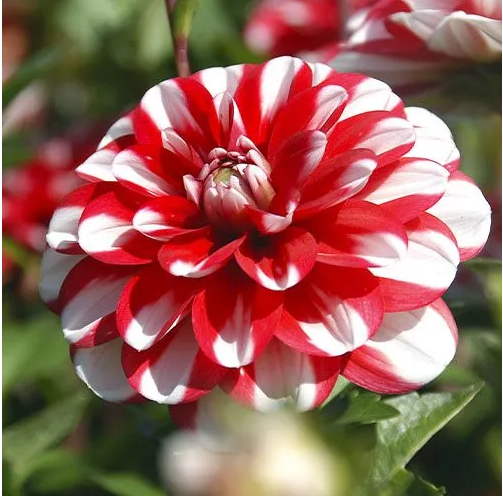 Dahlia Decorative &