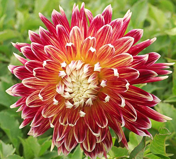 Dahlia Dinnerplate &