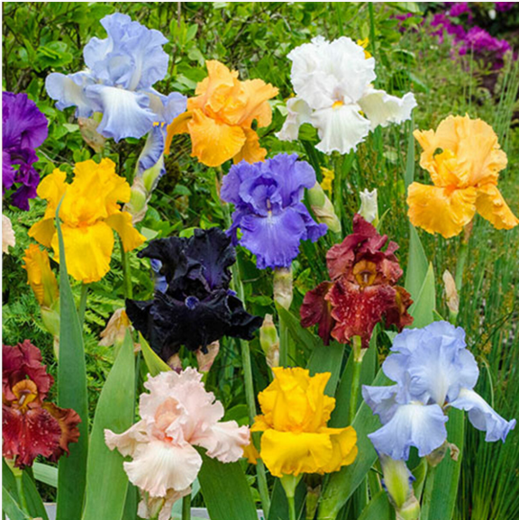 1 x Iris germanica Prepack