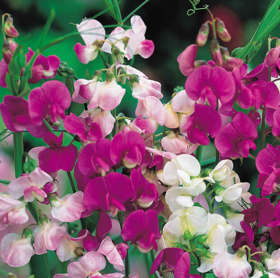 Sweet Pea Perennial Flower Seeds