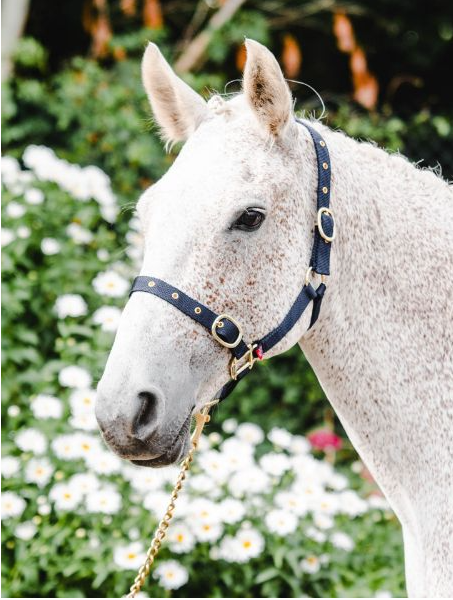 Equisential Nylon Headcollar Full