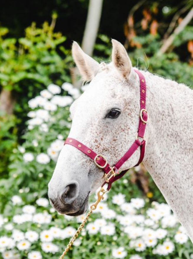 Equisential Nylon Headcollar Full