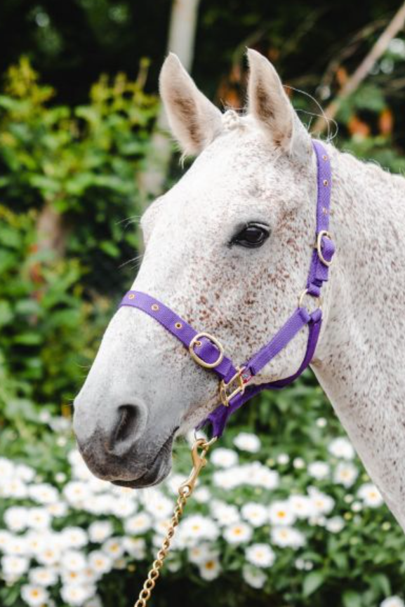 Equisential Nylon Headcollar Full