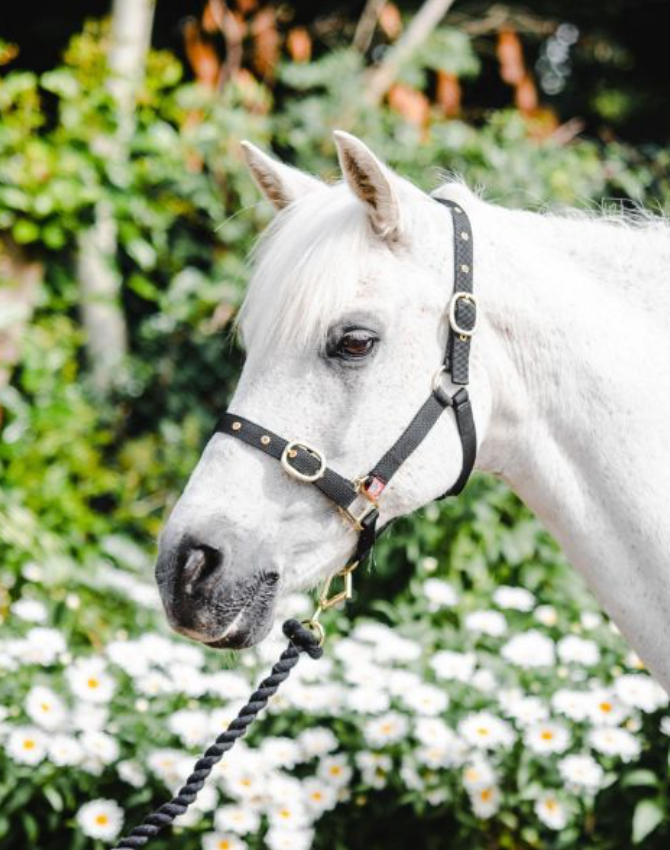 Equisential Nylon Headcollar Cob