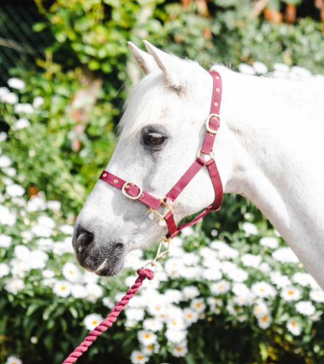 Equisential Nylon Headcollar Cob