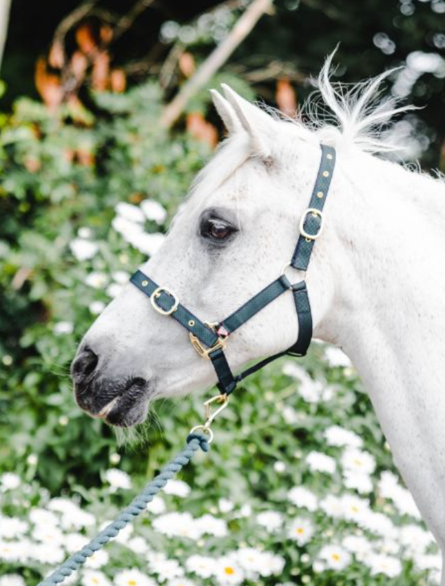 Equisential Nylon Headcollar Cob