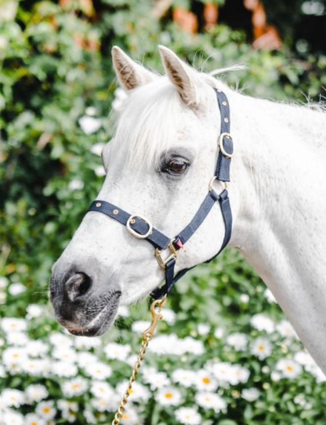 Equisential Nylon Headcollar Cob