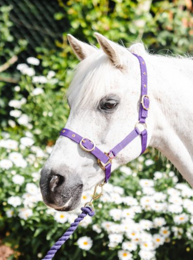 Equisential Nylon Headcollar Cob