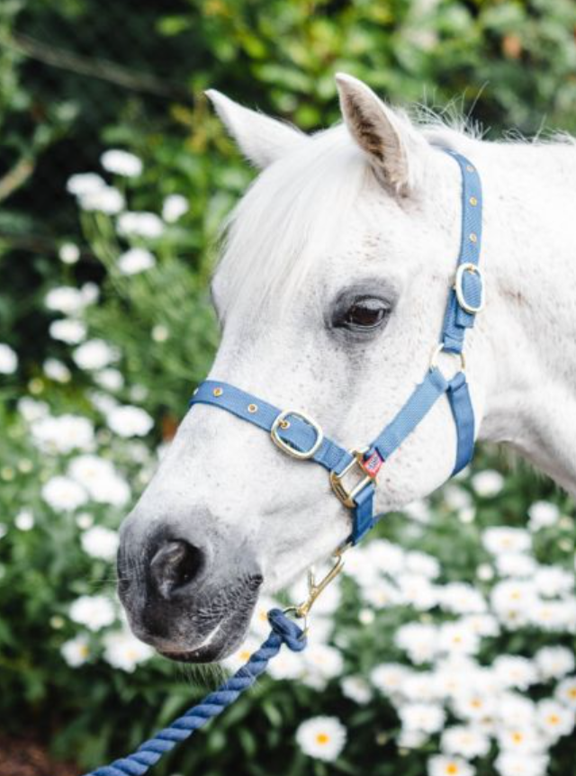 Equisential Nylon Headcollar Cob