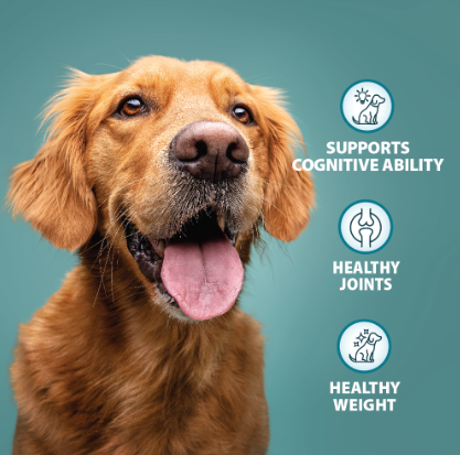 Burns Senior+ Chicken &amp; Brown Rice 2kg