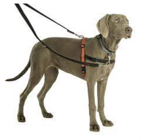 Halti Training Lead – Large