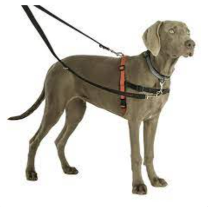 Halti Training Lead – Large