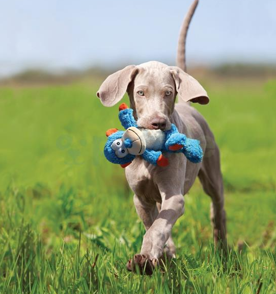 Kong Cross Knots Monkey - Small/Medium