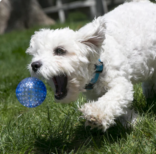 Kong Squeezz Geodz Ball Assorted - Large - 2 Pack