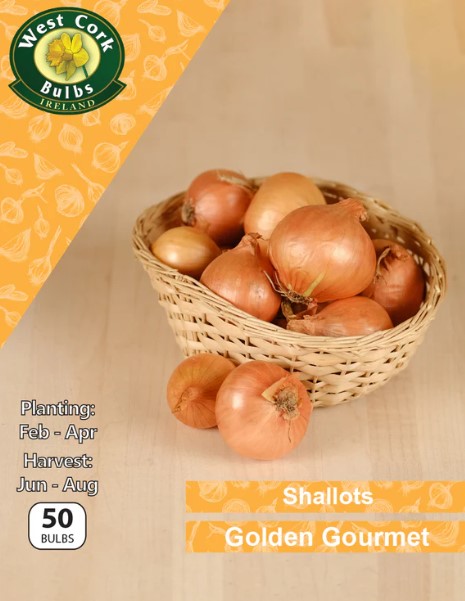Shallots Golden Gourmet - 50 Bulbs