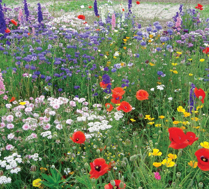 Wild Flowers Garden Annuals &amp; Perennials Flower Seeds