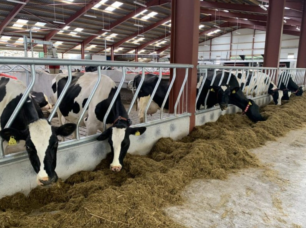 Condon Diagonal Barrier - End Bay Barriers