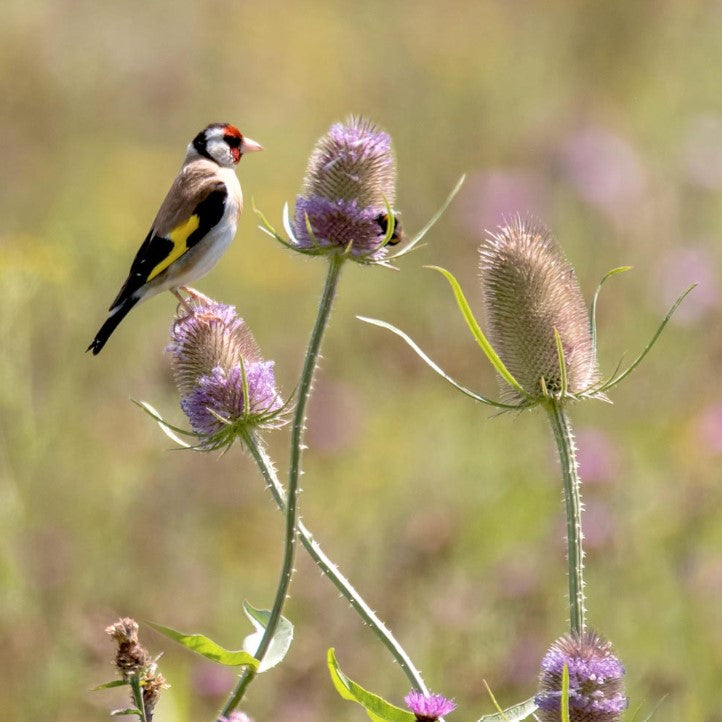 The Birds &amp; Bees Wildflower Seeds