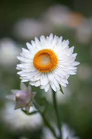 Helichrysum Bracteatum White Flower Seeds
