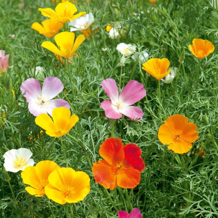 Poppy Californian Vivid Mix Flower Seeds