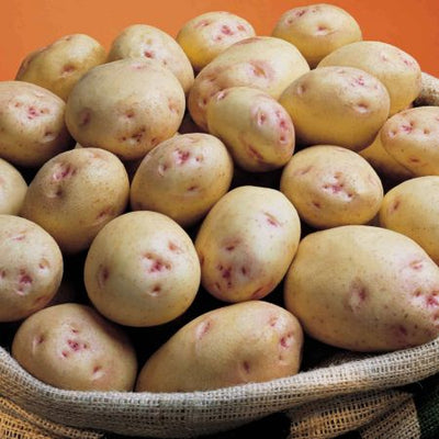Seed Potatoes