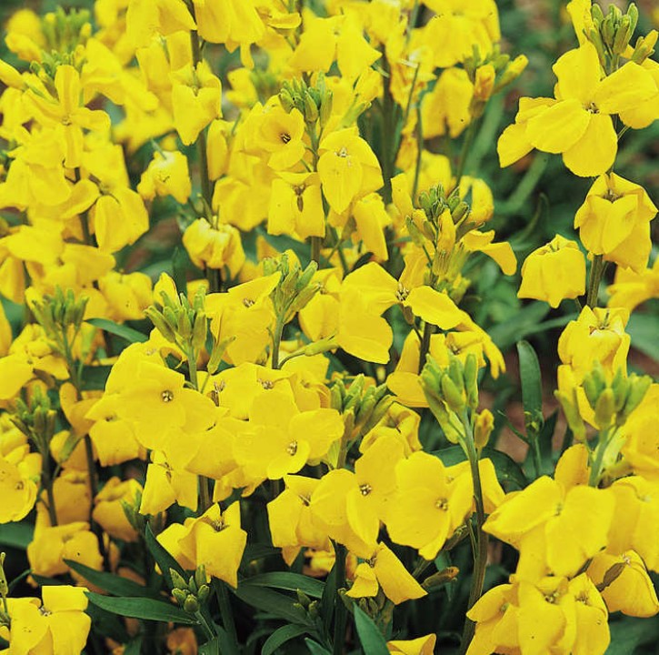Wallflower Cloth of Gold Wildflower Seeds