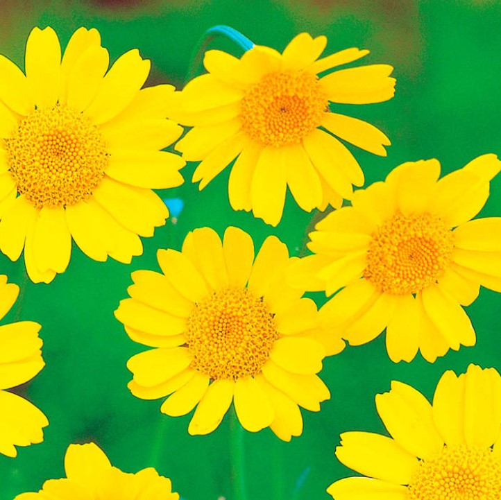 Corn Marigold Wildflower Seeds