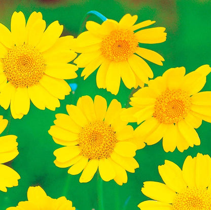 Corn Marigold Wildflower Seeds