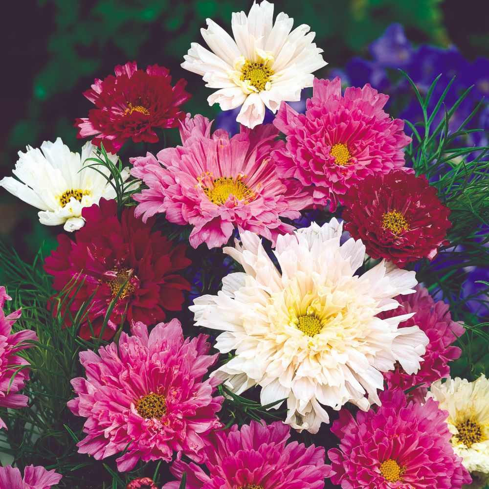 Cosmos Bipinnatus Double Click Rose Bonbon Flower Seeds