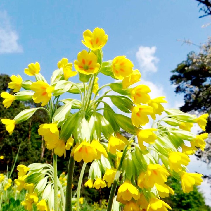 Cowslip Wildflower Seeds