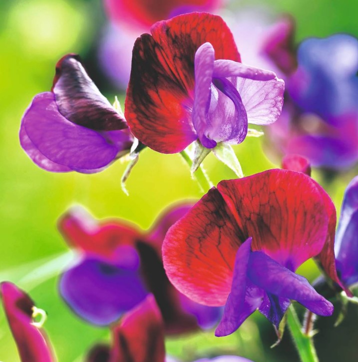 Sweet Pea Cupani Flower Seeds