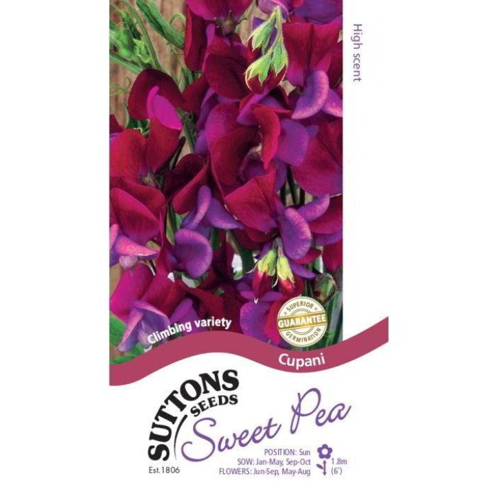Sweet Pea Cupani Flower Seeds