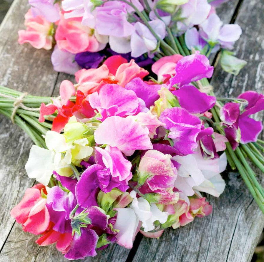 Sweet Pea Distant Horizons Mix Flower Seeds
