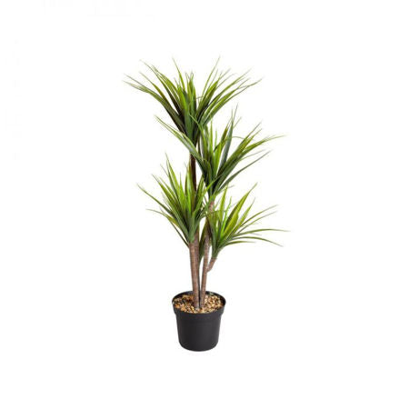 Dragon Tree 105 cm