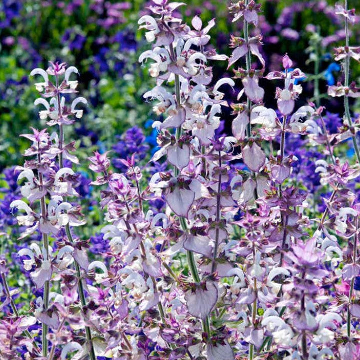 Salvia Euphoria Flower Seeds