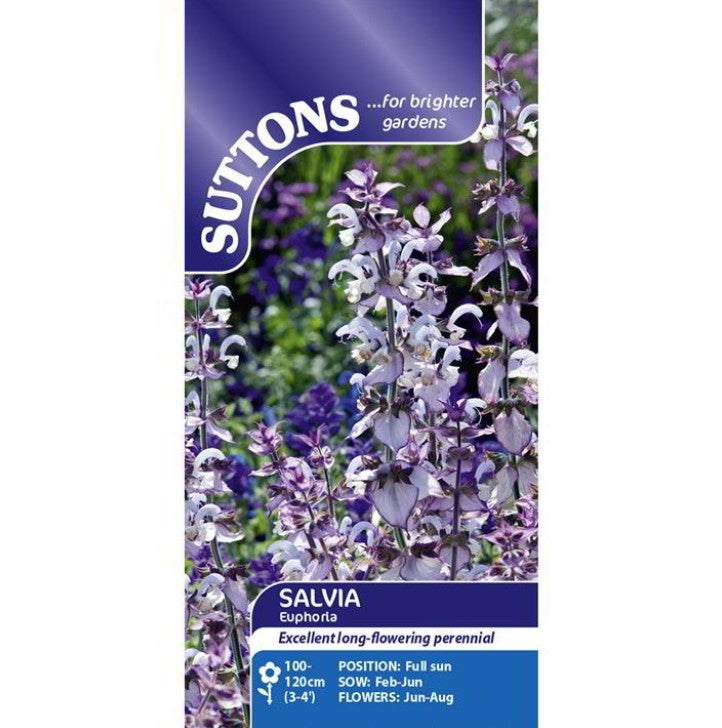 Salvia Euphoria Flower Seeds