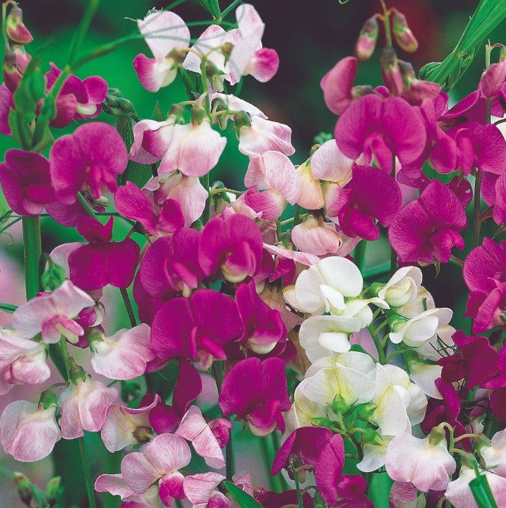 Sweet Pea Everlasting Flower Seeds