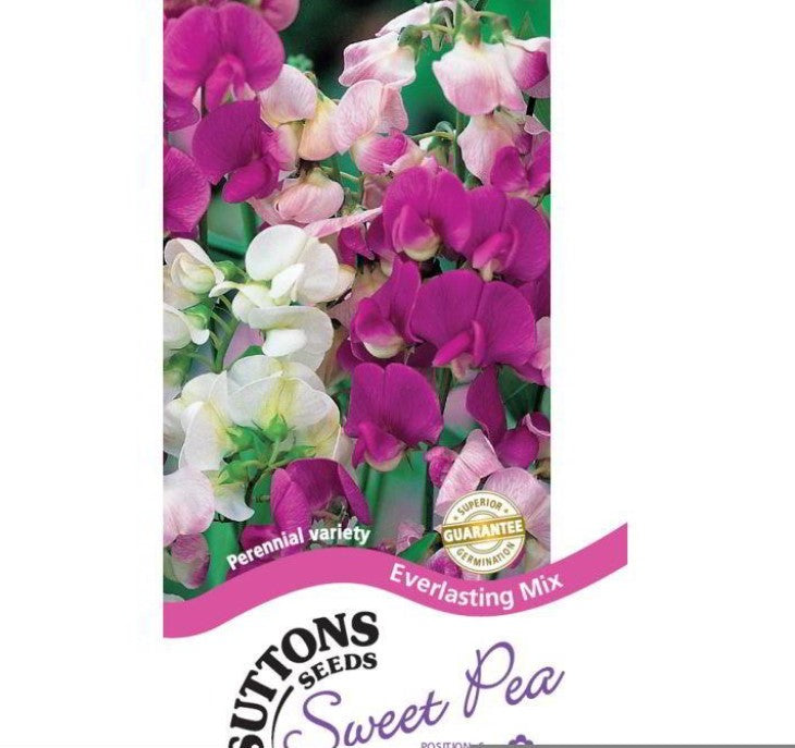 Sweet Pea Everlasting Flower Seeds