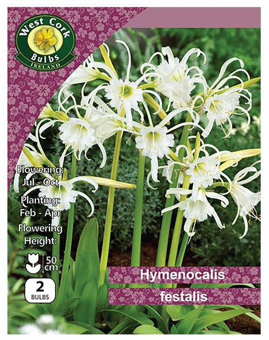 Hymenocalis Festalis - 2 Bulbs