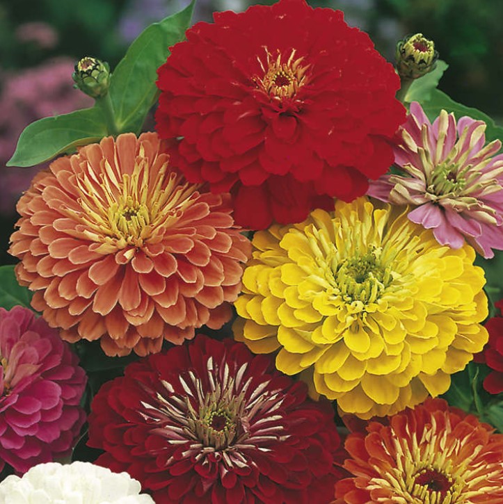 Zinnia Fireworks Mix Flower Seeds