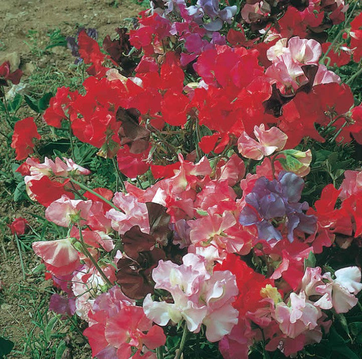 Sweet Pea Fragrant Tide Mix Flower Seeds
