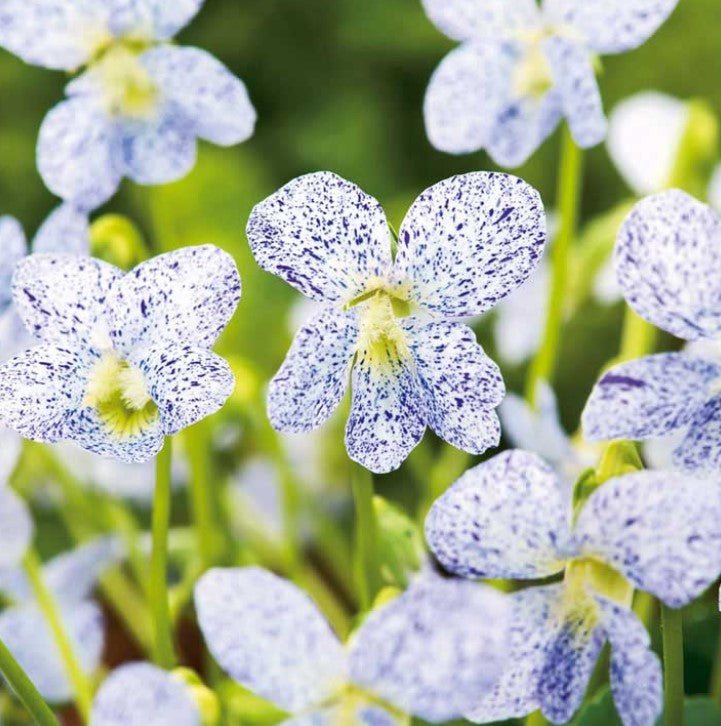 Viola Freckles Flower Seeds