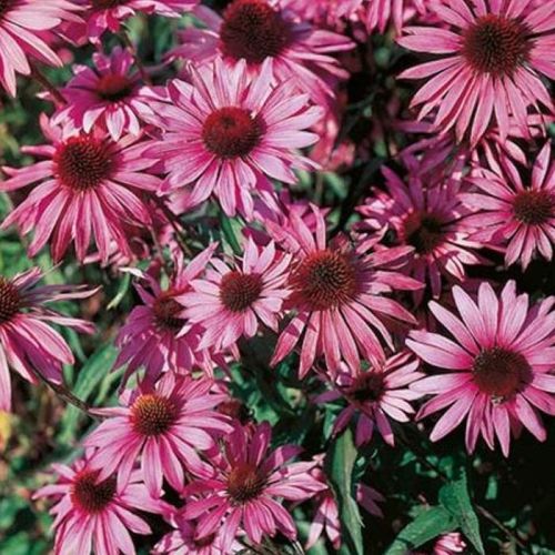 Rudbeckia Brilliant Star Flower Seeds