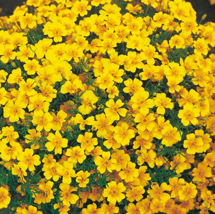 Tagetes Golden Gem Flower Seeds