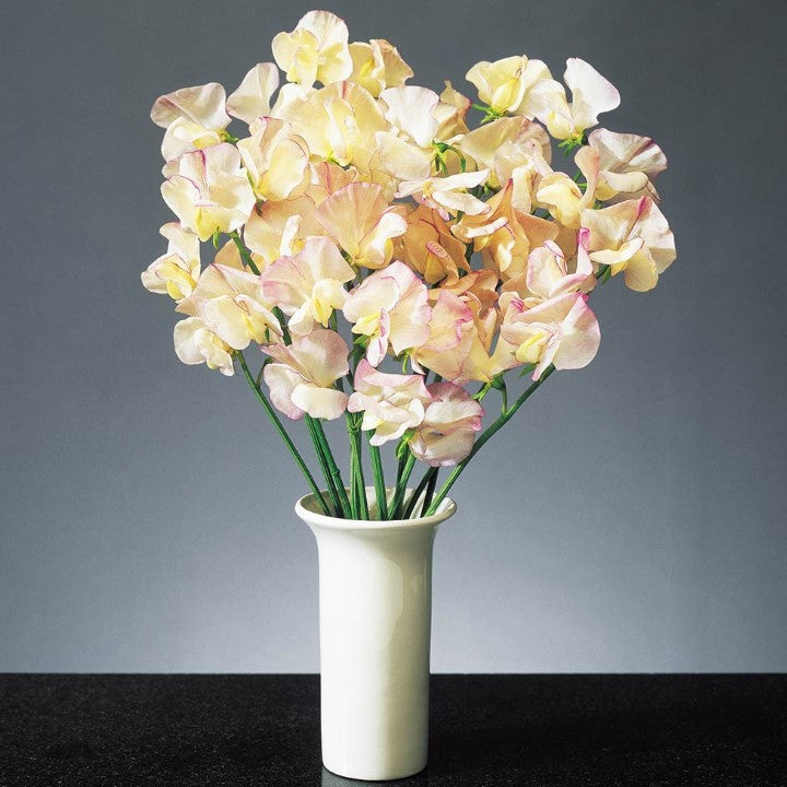 Sweet Pea High Scent Flower Seeds