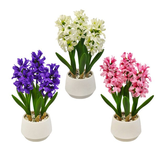Hyacinth in Pot 33cm - 3 Assorted