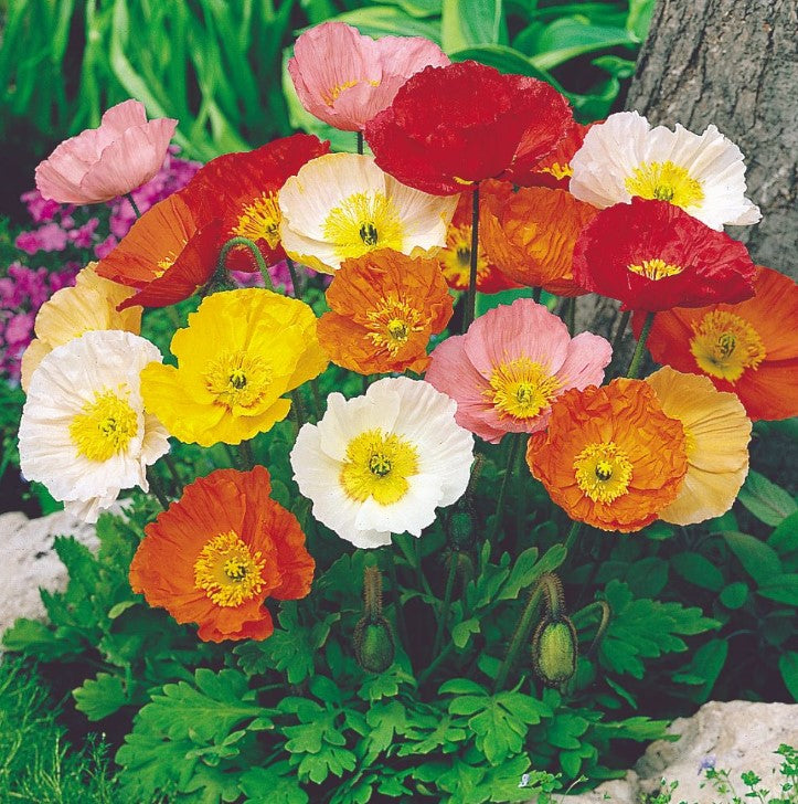 Poppy Iceland Special Mix Flower Seeds