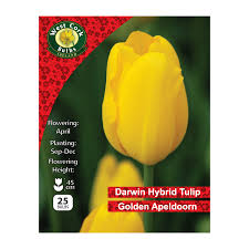 Tulip Single &