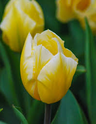 Tulip Single Cream Cocktail - 8 Bulbs